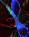 GnRH Neuron