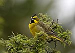 Archivo:Gubernatrix cristata - Yellow cardinal (male); Iberá marshes, Corrientes, Argentina