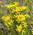 Gutierrezia sarothrae 9