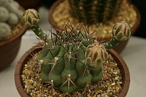 Archivo:Gymnocalycium schickendantzii