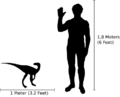 Human-eoraptor size comparison
