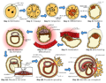 HumanEmbryogenesis