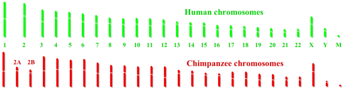 Archivo:Humanchimpchromosomes