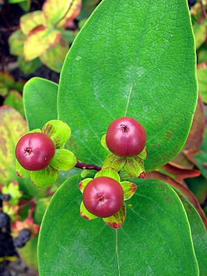 Archivo:Hypericum androsaemum Dziurawiec barwierski fruit