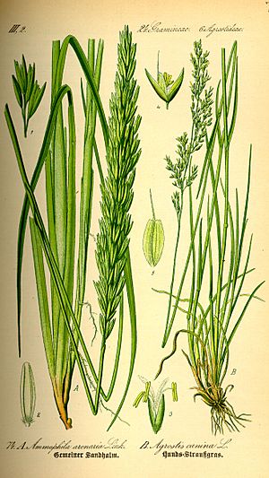 Archivo:Illustration Ammophila arenaria0