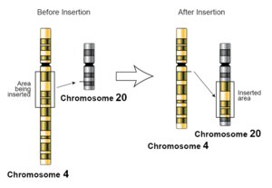 Archivo:Insertion-genetics