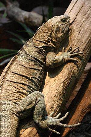 Archivo:Jamaican iguana on tree