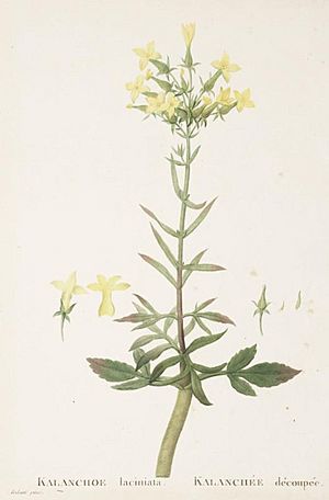 Archivo:Kalanchoe laciniata Candolle-Plantarum Historia Succulentarum-Band2-Tafel100