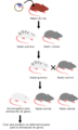 Knockout mouse breeding scheme-es