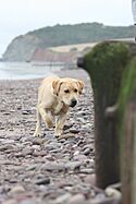 Labrador investigating beach (2175262174).jpg