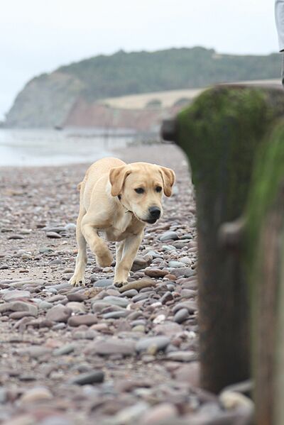 Labrador investigating beach (2175262174)