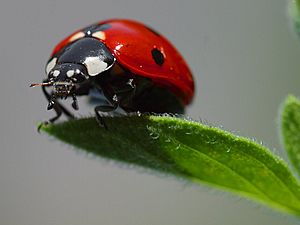 Archivo:Ladybird