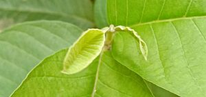 Archivo:Leaves of Psidium