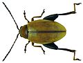Longitarsus melanocephalus (Geer, 1775) female