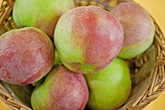 Malus Bismarckapfel 4523.jpg