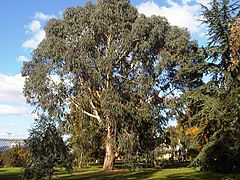 Myrtales - Eucalyptus dalrympleana 10.jpg