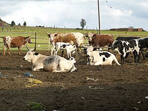 Archivo:Nguni Cows