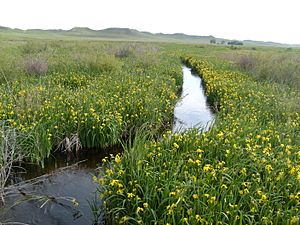 Archivo:Niobrara headwaters