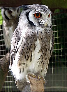 Archivo:Northern white-faced owl arp