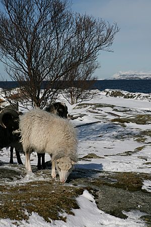 Archivo:Old Norwegian Sheep at Prestøya, Brønnøy, Norway
