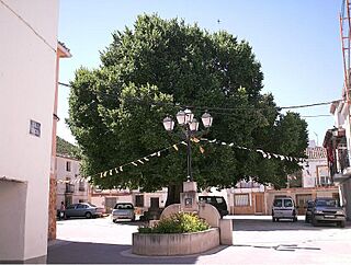 Olma del Concejo de Torralba, Cuenca.jpg