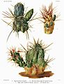 Opuntia7 filtered