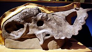 Archivo:Pachyrhinosaurus