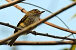 Archivo:Pale-eyed Pygmy-Tyrant