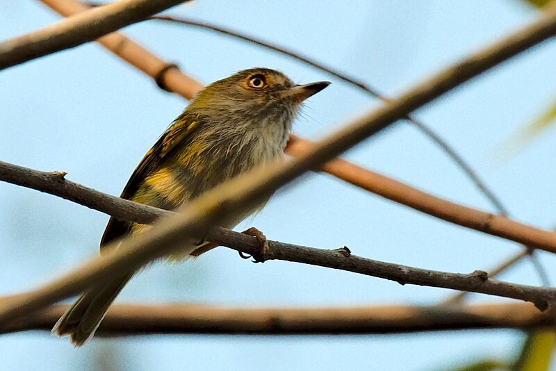 Pale-eyed Pygmy-Tyrant