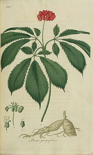 Archivo:Panax quinquefolium, ginseng (3543549600)