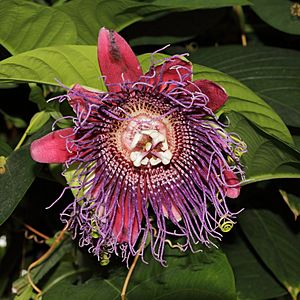 Archivo:Passiflora quadrangularis-IMG 4469