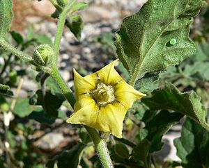 Archivo:Physalis hederifolia var palmeri 6