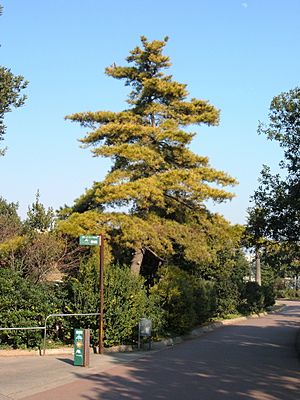 Archivo:Pinus radiata