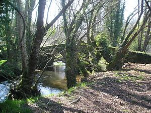 Archivo:Ponte Busacos, San Fins de Sales, Vedra, Galicia
