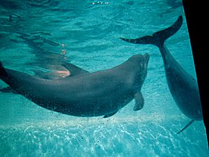 Archivo:Porpoise 042