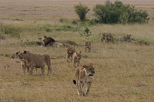 Archivo:Pride of lions
