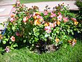 Rosa 'BAR 6953' Barni RPO