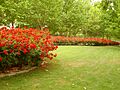 Rosa 'La Sevillana' M.L. Meilland 1ParqueGassetCiudadReal