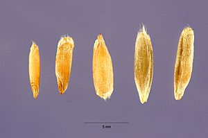 Archivo:Secale cereale - cereal rye - Steve Hurst USDA-NRCS PLANTS Database
