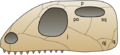 Skull euryapsida 1