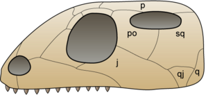 Archivo:Skull euryapsida 1