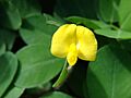 Starr 061109-1487 Arachis pintoi