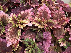 Starr 070906-8698 Solenostemon scutellarioides