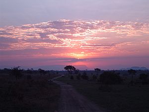 Archivo:Sunset in South African national park