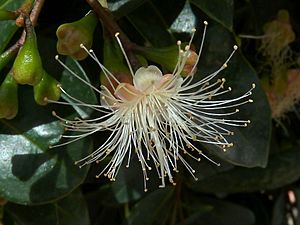 Archivo:Syzygium australe - 1