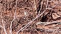 Thick-billed Grasswren