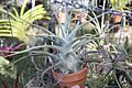 Tillandsia ehlersiana 20090111