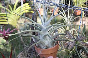 Archivo:Tillandsia ehlersiana 20090111