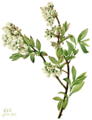 Vaccinium corymbosum, Mary Vaux Walcott 1922
