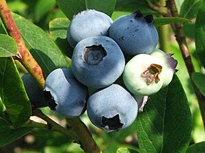 Archivo:Vaccinium corymbosum a2